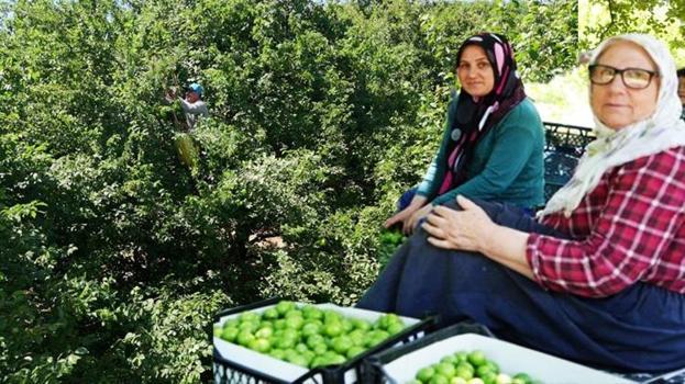 Rekolte uçtu, fiyatı 200 liradan 70 liraya düştü! Dalından toplanıyor, 81 il bu ürün için sıraya girdi