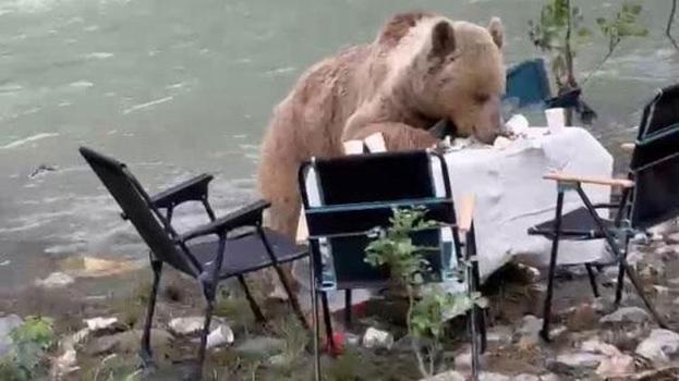 Ayının piknik keyfi kameralara böyle yansıdı