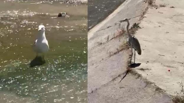 Yenice'de gri balıkçıl ile martı aynı karede av bekledi