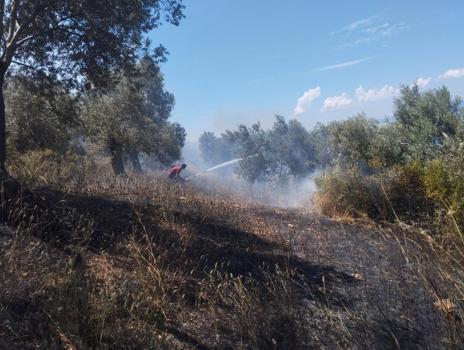 Burhaniye'de zeytinlik yangını: Havadan ve karadan müdahale ediliyor