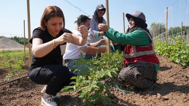 Düzce'de ata tohumu seferberliği! Belediye sonbaharda ev ev gezip tamamen ücretsiz dağıtacak