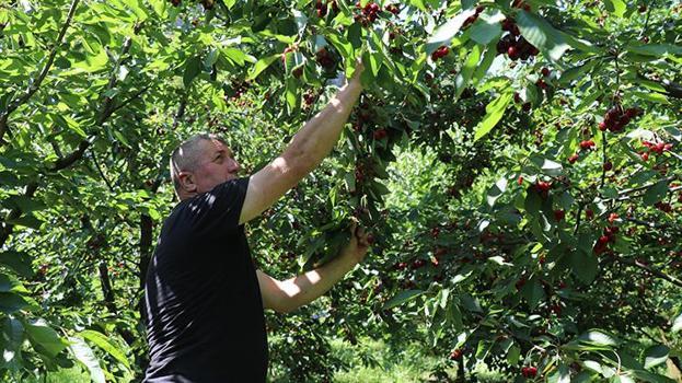 Amasya’da kiraz hasadında ezber bozan sezon: 50 bin ton rekolteyle üreticinin yüzü gülüyor!