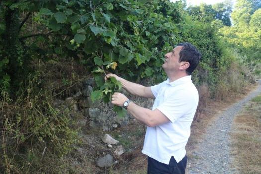 Fındıkta kritik haziran alarmı! Rekolte yüksek ama 'kahverengi kokarca' tehdidi sürüyor