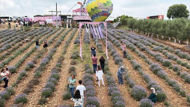 Mis kokulu mor lavantaların arasında renkli festival