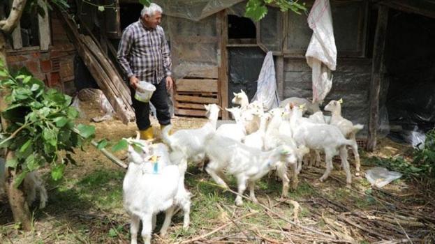 Ordulu besicilerin yüzünü güldüren yem desteği: Et kalitesini ve süt verimini artırıyor