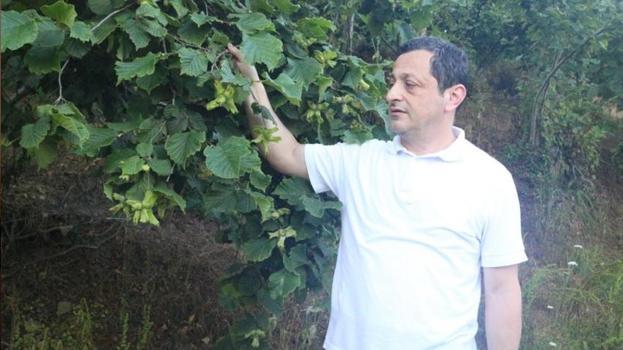 Karadeniz'de kabus! Giresun'da başladı, üreticiler tedirgin: Ciddi ürün kayıpları yaşanabilir