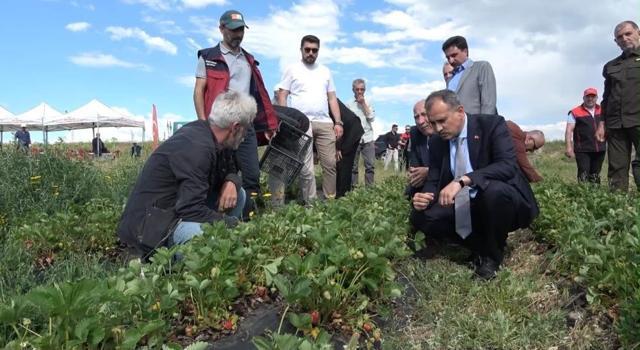 Ağrı'da %75 hibeli 300 bin çilek fidesi dağıtıldı