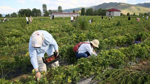 Muşlu çiftçi devlet desteğiyle kurduğu 50 bin fideli tarlayı cennete çevirdi: Tarlaya giren çıkamıyor, topladığı kadarını tartıp götürüyor!