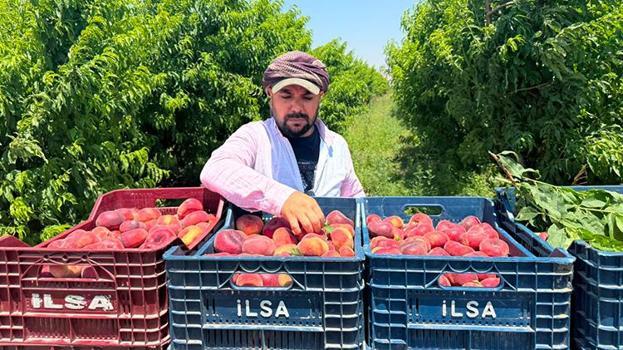 Üretici kan ağlıyor, aracı kazanıyor! Hatay'da şeftali bahçede 15 TL, pazarda 60 TL: 4 katlık dev uçurum!