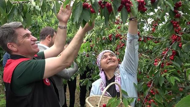 Amasya'da hasat başladı! Geçen yıl don vurmuştu, bu yıl ağaçlar dolup taştı