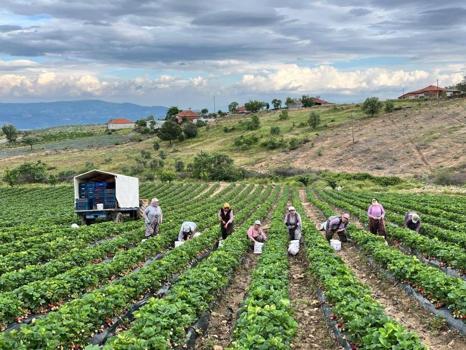 En meşhurlarından biri! Organik çilek ilgi odağı oldu