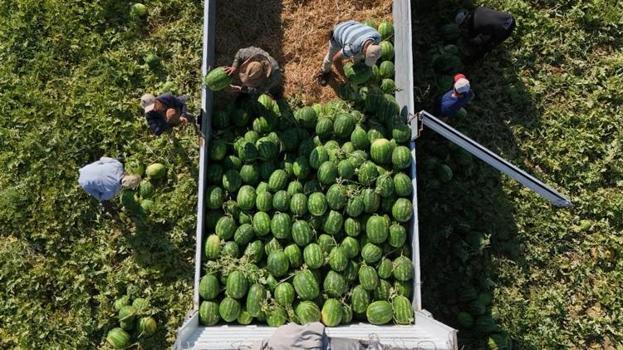 Tarlada 15, tezgahta 30 TL! Almak isteyenler sabah erkenden sıraya giriyor: Talep patladı