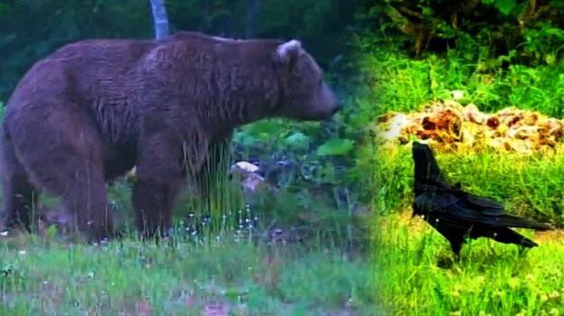 Küre Dağları'ndaki farklı türler fotokapana böyle yakalandı