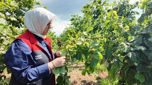 Düzce'de yeni sezon öncesi fındık bahçelerinde saha incelemeleri sürüyor