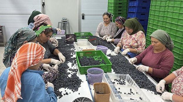Pandemiyi fırsata çevirip İstanbul'u terk etti! Muğla'da kurduğu tesis ile ihracata başladı
