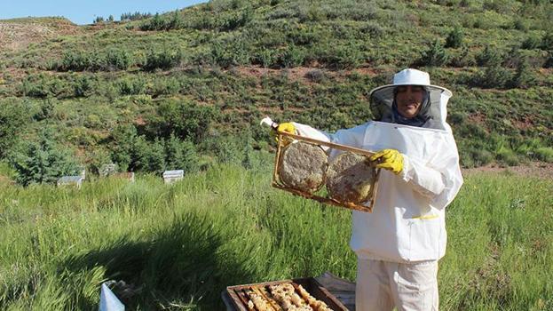 Arılar petekleri saniyeler içinde dolduruyor! Kilogram fiyatı bin liradan başlayacak: 6 yıl sonra bir ilk... Kovan başı 40 kilo veriyor