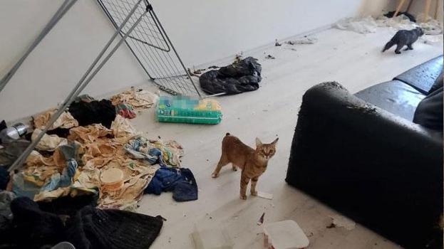 Bolu'da komşuları taşınmak zorunda bırakan koku ihbarında şoke eden manzara
