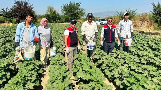 Aydın'ın önemli tarım merkezlerinden Koçarlı bamya üretimindeki liderliğini sürdürüyor