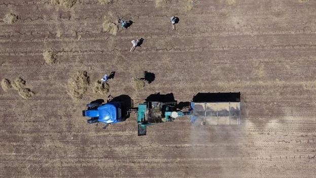 Toz bulutunun içinde göz gözü görmüyor: Mazıdağı’nda cehennem sıcaklarında mercimek hasadı başladı!