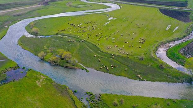 Kars Ovası’nda görülmemiş bereket! Yağışların ardından menderesler coştu: Tarım ve hayvancılıkta rekor verim beklentisi