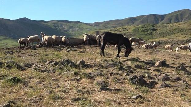Tunceli'de üreticiler için yeni sistem! Hel Dağı Yaylası'nda hayvan başına yaklaşık 30 TL ödenerek yaylalardan faydalanabiliniyor