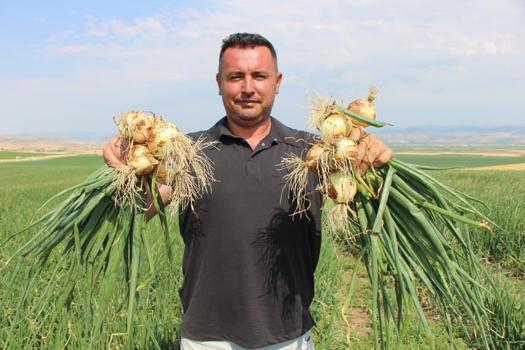 Suluova'nın 'kırmızı altını' tarladan çıktı! 2026 fiyatları çiftçinin yüzünü güldürüyor