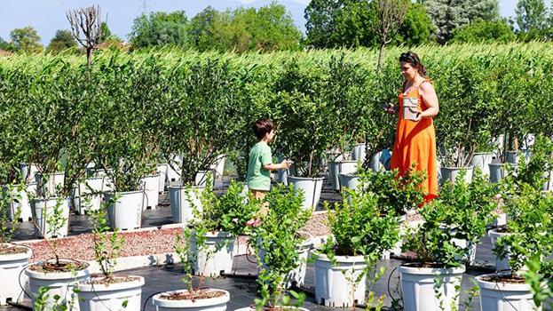 Sakarya'da sepetini alan o bahçeye koşuyor: Toplarken yemek tamamen serbest!