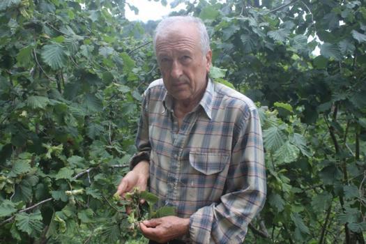 Fındıkta daldaki bolluk yanıltabilir! Çürük, küf ve kokarca rekolteyi tehdit ediyor