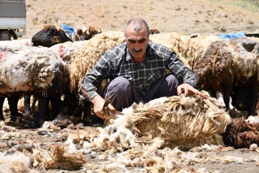 Şırnak’ta yayla öncesi zorlu seferberlik! Binlerce küçükbaş hayvan için yılda bir kez yapılan mesai başladı