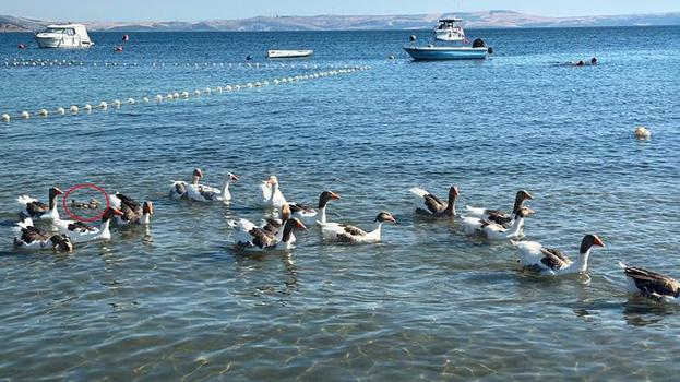Balıkesir'de 'şartlı tahliye' edilen kazlar, ördek yavrusunu sahiplendi