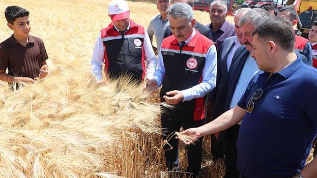 Yozgat’ta yılın ilk hasadı başladı! Rekor verim bekleniyor