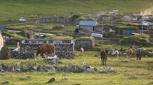 Yaylada üretim mesaisi başladı! Kadınlar sabahın ilk ışıklarıyla işe koyuluyor