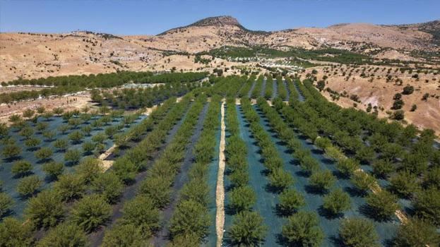 Tunceli'nin coğrafi işaretli Ulukale dutunda bu yıl 650 ton rekolte beklentisi