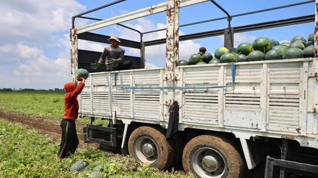 Adana'da tarlada fiyatlar çakıldı! Kilosu 25 liradan 8 liraya düştü: Talep azaldı, kazanç eridi
