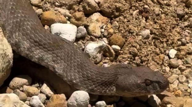 Tunceli'de devasa engerek yılanı görüntülendi