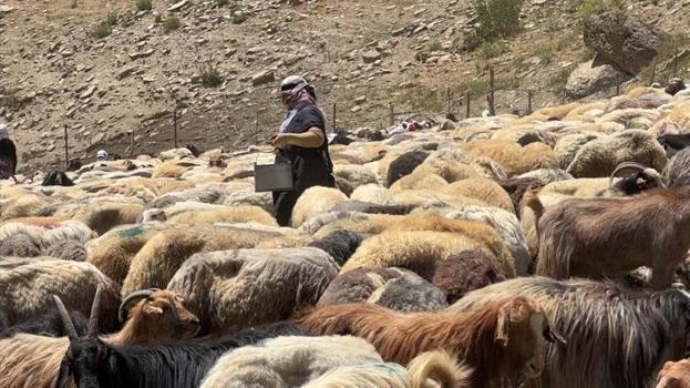 Hakkari'de berivanların zorlu mesaisi: Kavurucu güneş altında süt sağma dönemi bir aydır sürüyor
