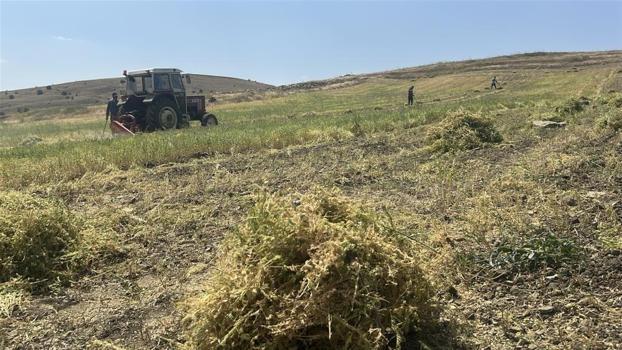 Yozgat'ta başlayan hasat yüz güldürdü: 225 bin dekar alanda mesai başladı
