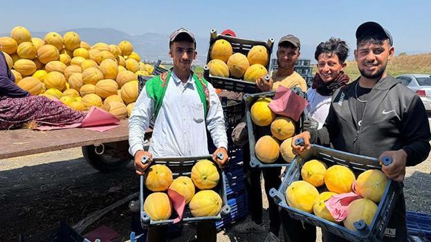 Hatay'da hasat başladı! Çiftçinin yüzü gülüyor: Tarlada kilosu 22 TL