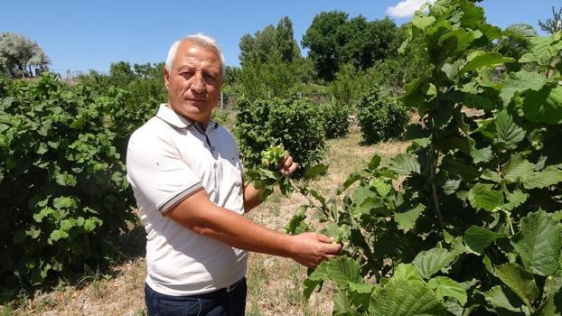 'Olmaz' dediler o inat etti başardı! Bozkırın ortasında fındık yetiştirdi