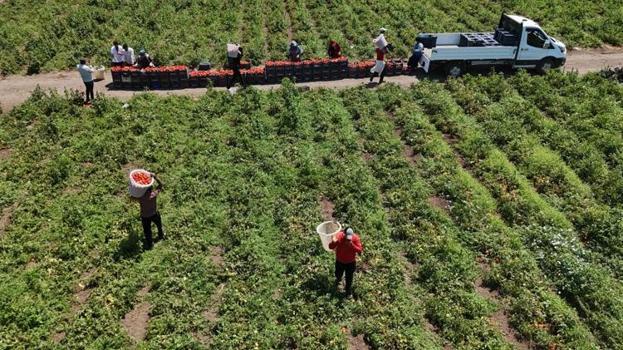 Hatay'da zorlu hasat başladı! Tarlada 15 TL'ye satılıyor, tezgahta fiyatı ikiye katlanıyor