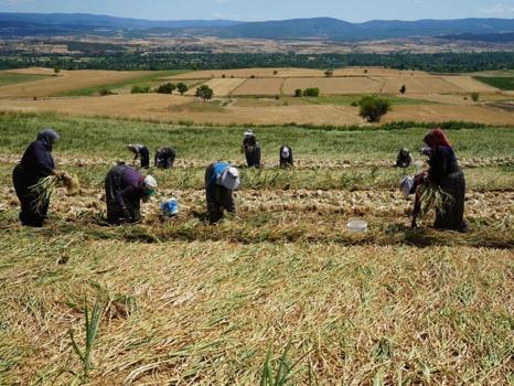 4 bin ailenin geçim kaynağı: Kastamonu'da sadece kadınlar üretiyor