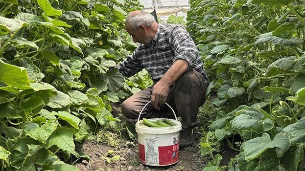 Sosyal medyada gördü, hurdalardan sıfırdan inşa etti: Sera sayısını 6'ya çıkardı, gece gündüz üretim yapıyor!
