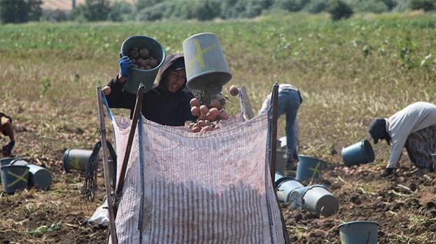 Sebze üssü Amasya’da patates mesaisi! Kilosu 14 liradan satılıyor