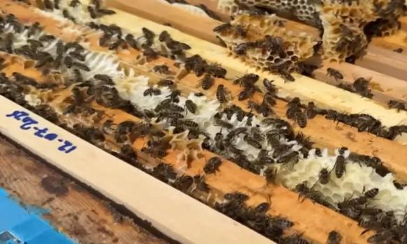 Ardahan'da 3'üncü üstlük uygulamasına geçildi: Ağustos'ta rekor bekleniyor
