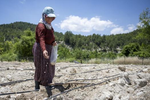 Nesli tükenmek üzereydi, Mersin'de yeniden toprakla buluştu! Üreticisine milyonlar kazandıracak!