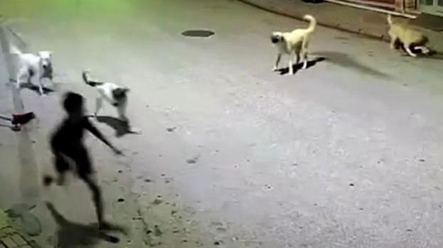 Skuterlı çocuk köpeklerin saldırısına uğradı; o anlar kamerada