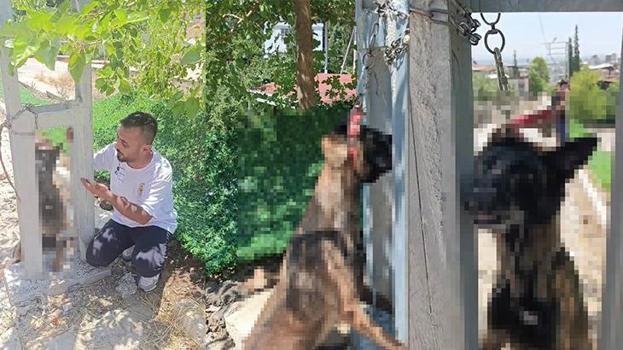 Kan donduran olay! Evin avlusundan çalınan köpek, direkte asılı halde bulundu