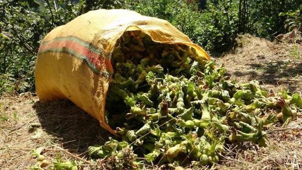 Giresun'da hasat öncesi kritik karar! İşçi yevmiyeleri ve patoz ücretleri açıklandı