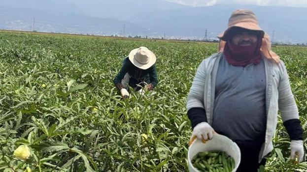 Osmaniye'de üretilip 81 ile gönderiliyor! 5 ay sürecek hasat başladı: Tarlada kilosu 120 lira