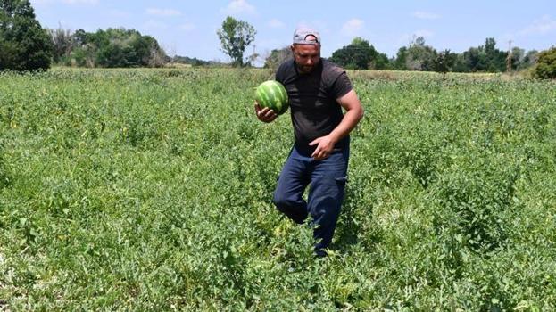 Tadan bir daha vazgeçemiyor! Köylünün en önemli geçim kaynağı oldu: Hasat başladı